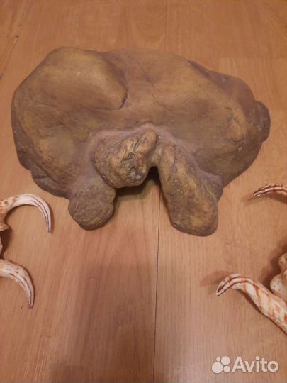 Грот,большие ракушки