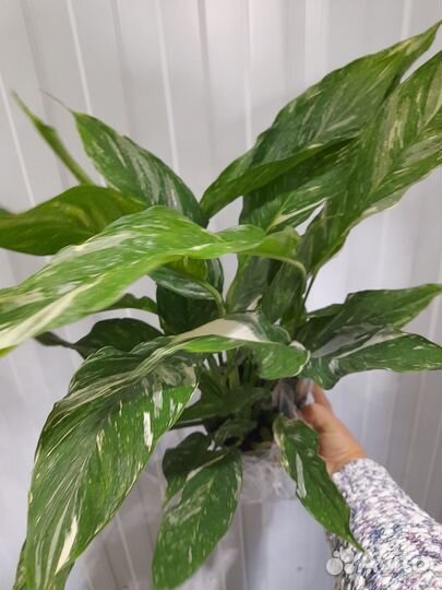 Спатифиллум вариегатный крупный