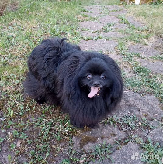 Девочки шпица