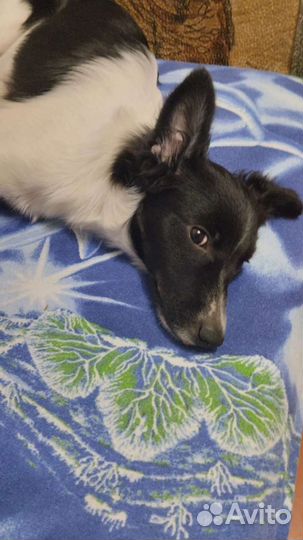 Собаки бесплатно в добрые руки