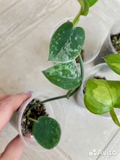 Эпипремнум Глобал грин, Марбл квин, Сильвер Эн