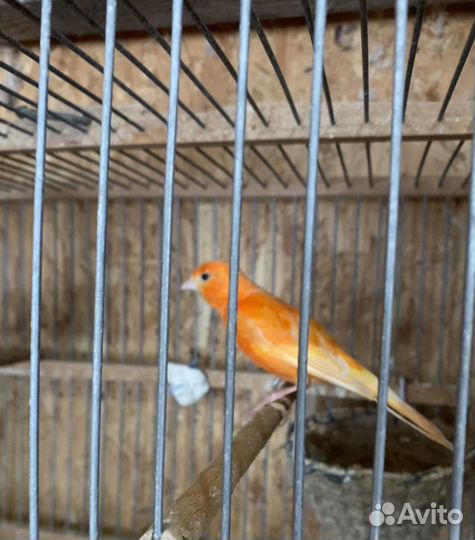 Кенары певчие