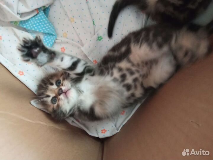 Котята невероятной красоты