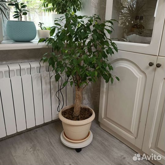 Фикус бенджамина
