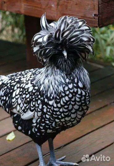 Инкубационное яйцо падуан