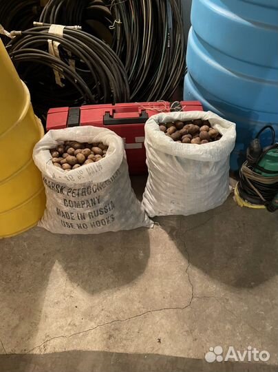 Картошка мелкая