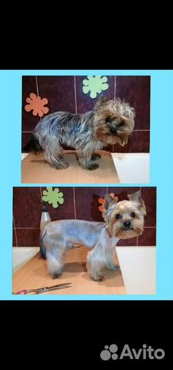 Стрижка кошек и котов