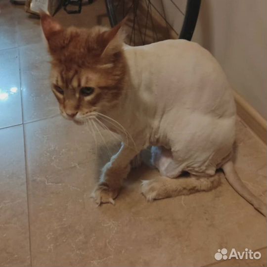 Стрижка кошек/собак. Грумер с выездом. Груминг