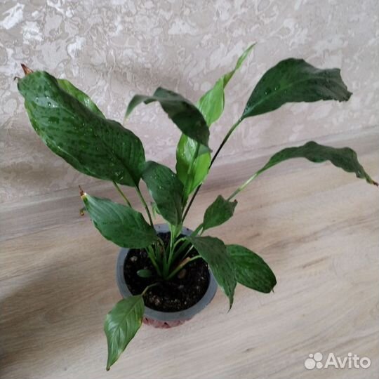 Цветок женское счастье