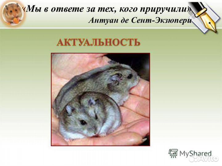 Джунгарский хомяк