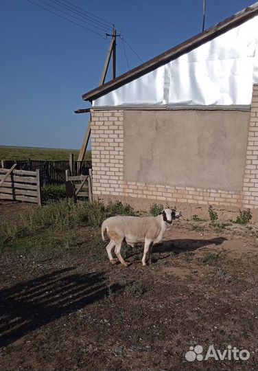 Продам барана