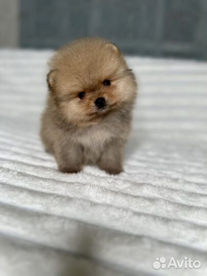 Померанский шпиц мальчики