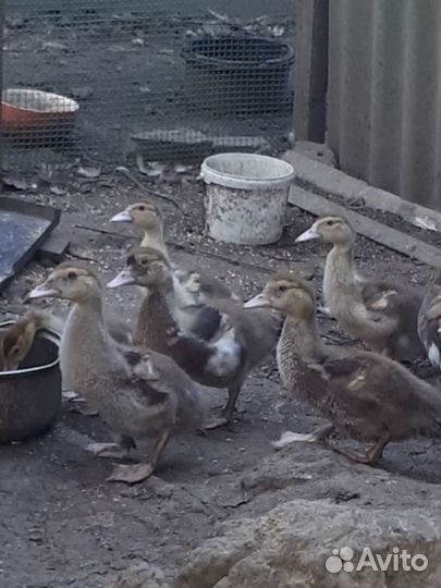 Утки утята
