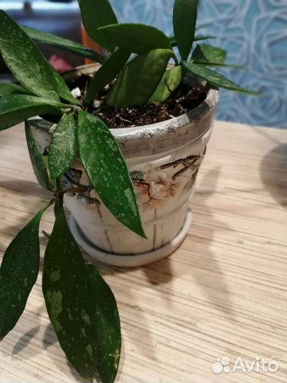 Хойя грацилис