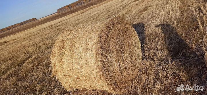 Солома ячменая