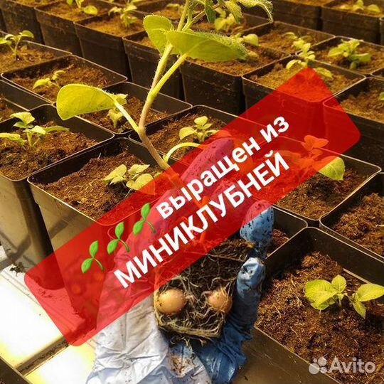 Семенная картошка Голландия 5 сортов