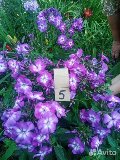 Флоксы многолетние