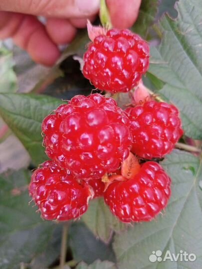 Ежемалина и ежевика и малина