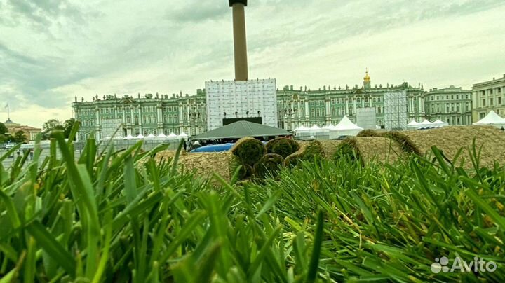 Рулонный газон