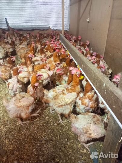 Куры несушки