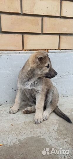 Щенок бесплатно