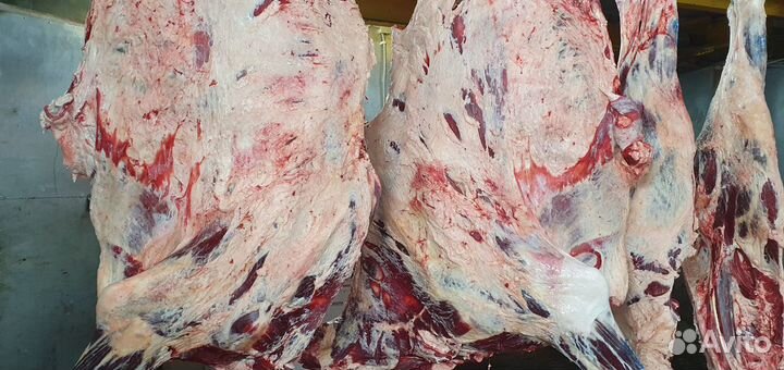 Говядина на кости 1й категории передние четверти