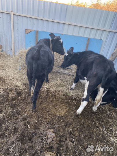 Продам телят,корову