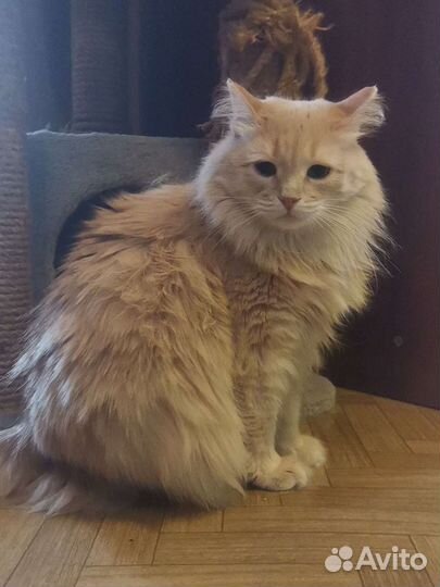 Зоогостиница, передержка для животных, догситтер