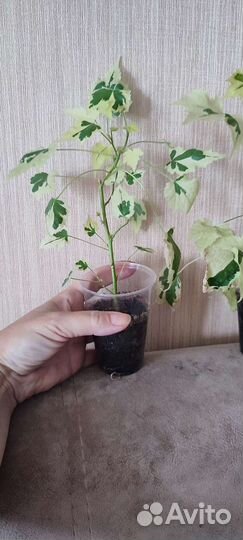 Абутилон Савицкого