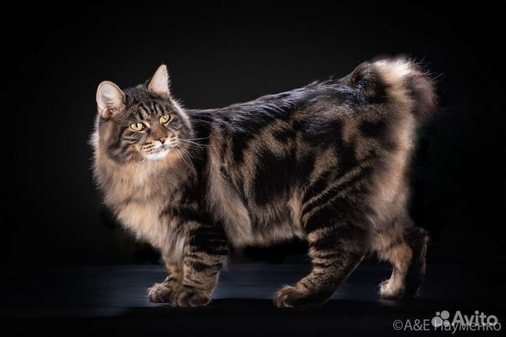 Вязка. Продажа котят