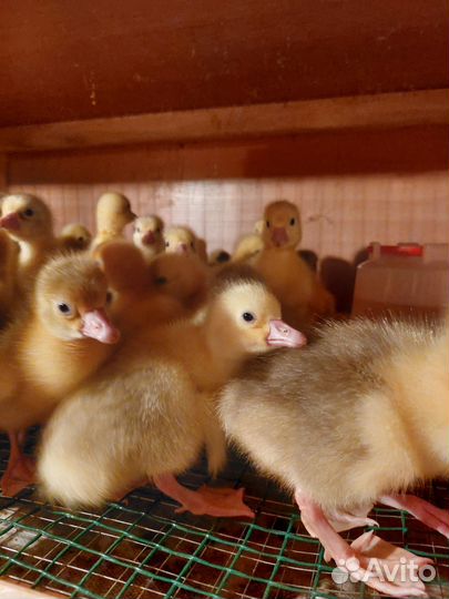 Гуси,цыплята бройлер Росс 308
