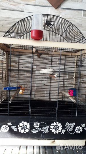 Клетка итальянская 