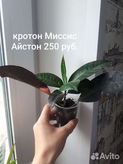 Кротоны