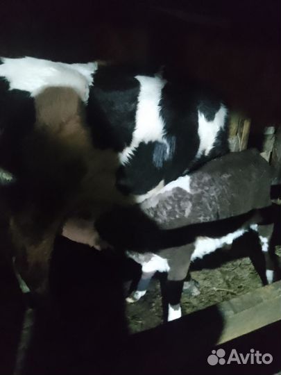 Корова с теленком