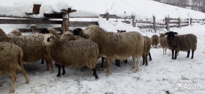 Катумские бараны