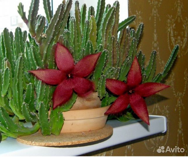 Стапелия комнатная)
