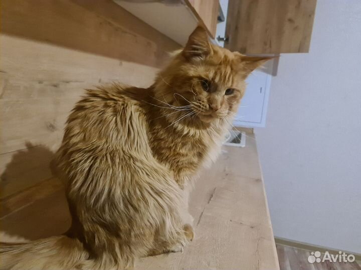 Мейн-кун вязка