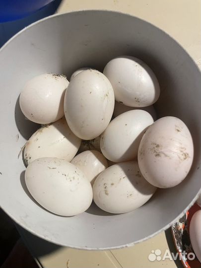 Утинные яйца