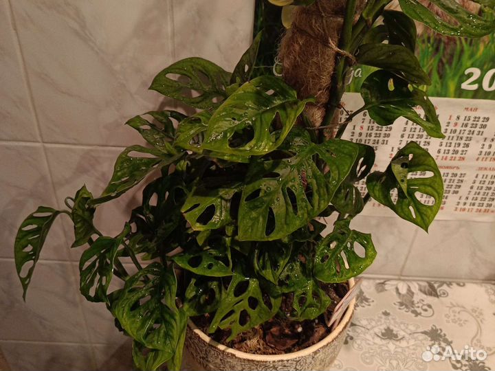 Комнатное растение, Монстера Адансона