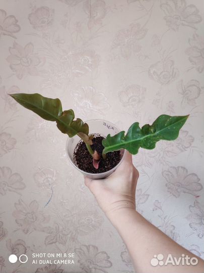 Филодендрон Джангл Буги