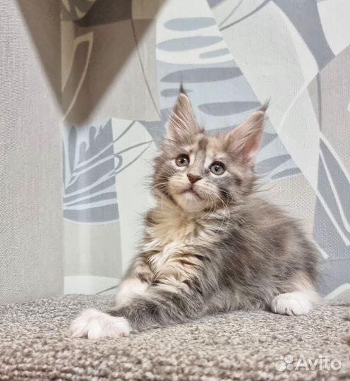 Мейн-кун мальчики и девочка