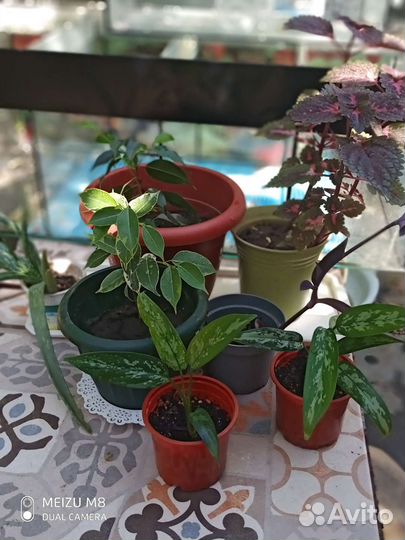 Комнатные цветы Алоэ вера,фикус