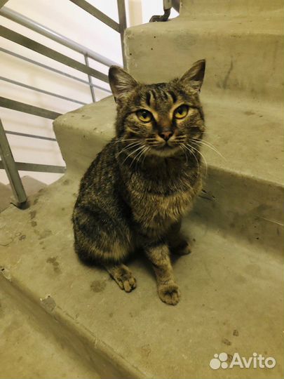 Коты в добрые руки