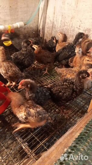 Цыплята, бройлеры, куры