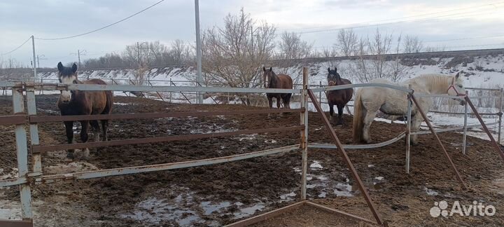 Удобрения навоз конский в мешках