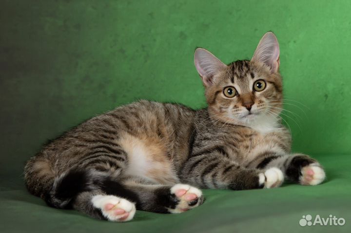 Очень красивая девочка котенок