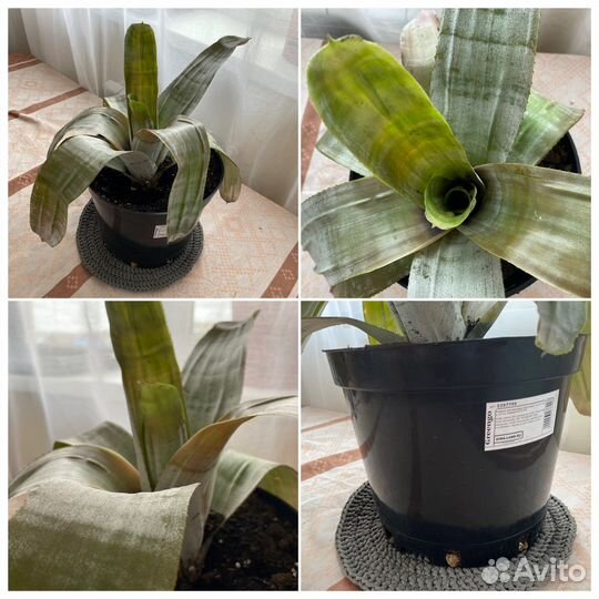 Комнатные цветы Эхмея полосатая / домашний цветок