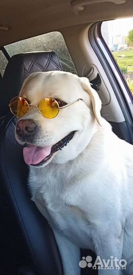 Кобель лабрадора вязка