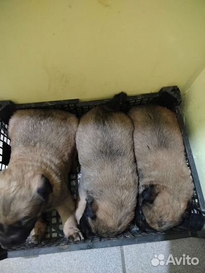 Щеночки в добрые руки