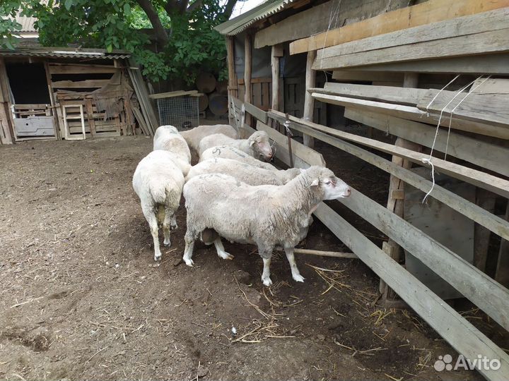 Овцы, бараны, баранчики и ярочки